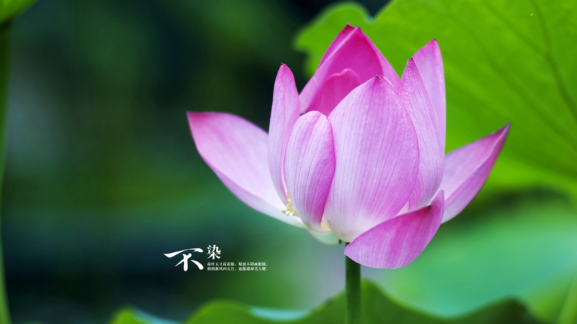 全球足球联合会推动普及女子足球,吸引大批年轻女性加入,全球各国女足联赛