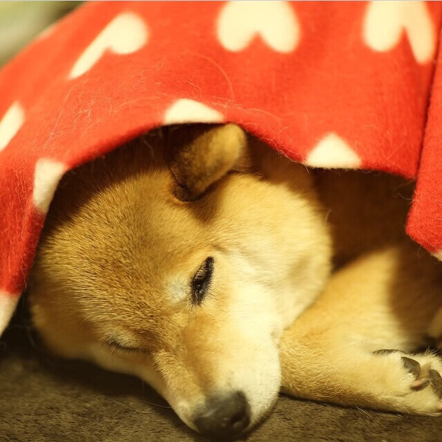 国家德比即将打响,万众瞩目焦点之争,国家德比是一年一次吗