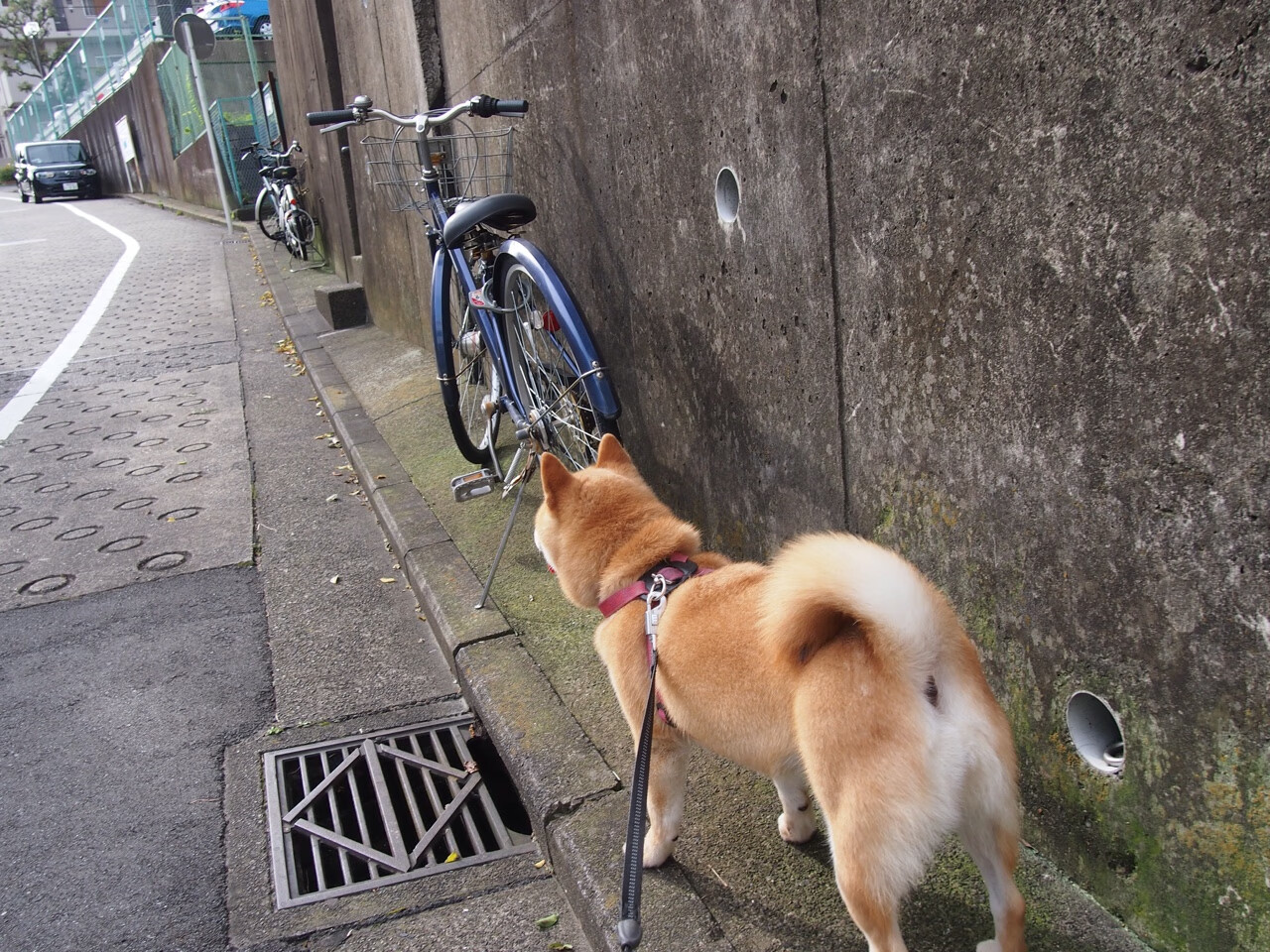 篮网新人首次出场表现超预期赢得掌声,篮网新赛季球员