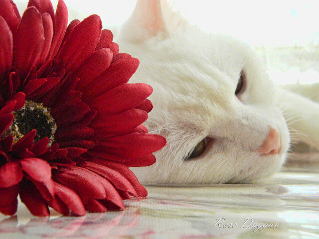 英超反击战:快攻速如闪电,英超打防反的球队