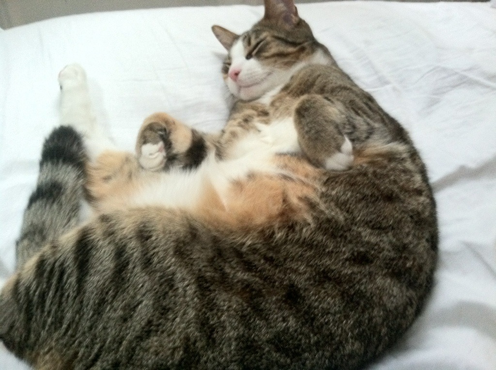 贝尔哈德·福特:全黑队战术演变中的关键推动者